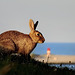 seaside rabbit