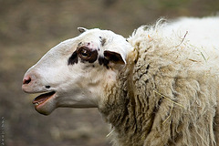 Stupid White... Sheep ;)
