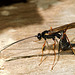 Strange Insect (Ichneumonidae, actually)