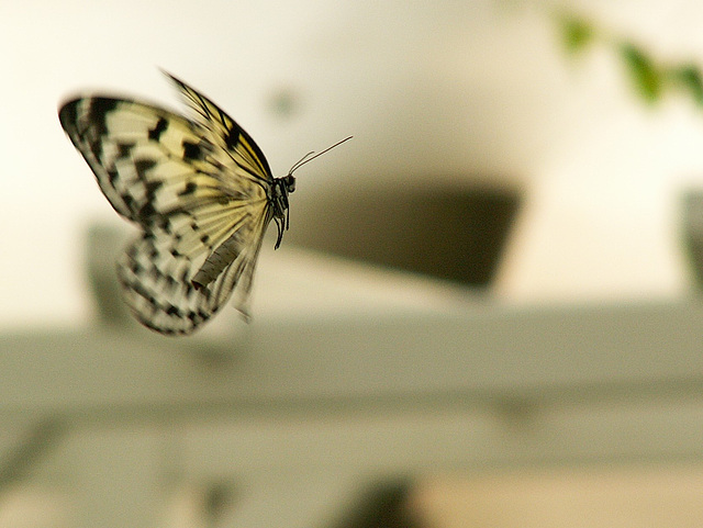 Schmetterling Detail 1
