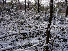 Snowy brushwood