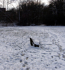 Snowy bench in clearing/ marsh area
