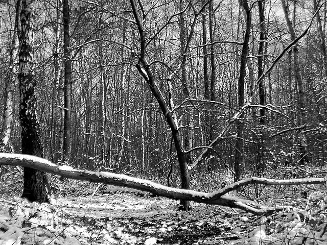 Brushwood in winter