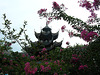 Tempel und Blüten