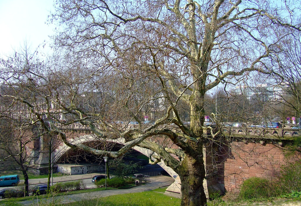 Kersten- Miles- Brücke with old tree