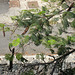 IMG 1294 Früchte des Baobab