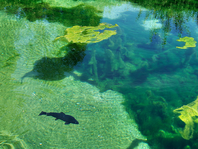 Wessobrunn - Fish Pond