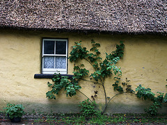 yellow cottage