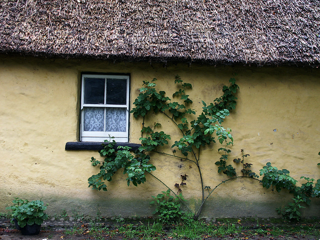 yellow cottage