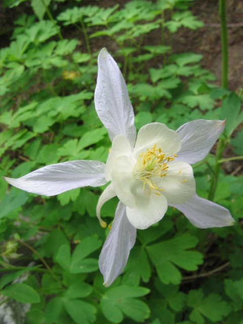 Flower Flower