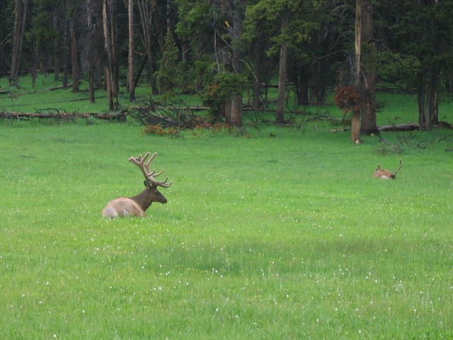 YStone Elk YStone Elk