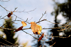 Leaves On A Branch, Roztoky U Prahy, Bohemia(CZ), 2006