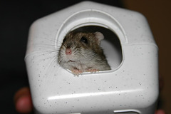 My girlfriend's hamster