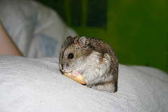 My girlfriend's pet hamster
