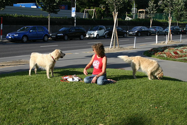 Girl with two golden retriever pups