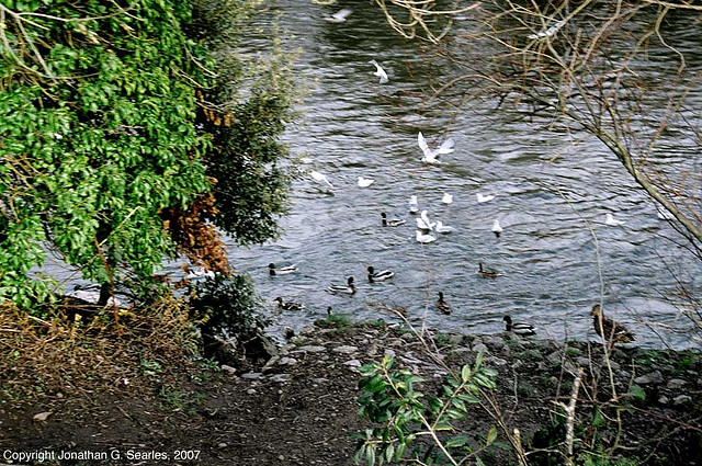 Ducks, Parc Bute, Cardiff, Wales(UK), 2007
