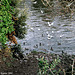Ducks, Parc Bute, Cardiff, Wales(UK), 2007