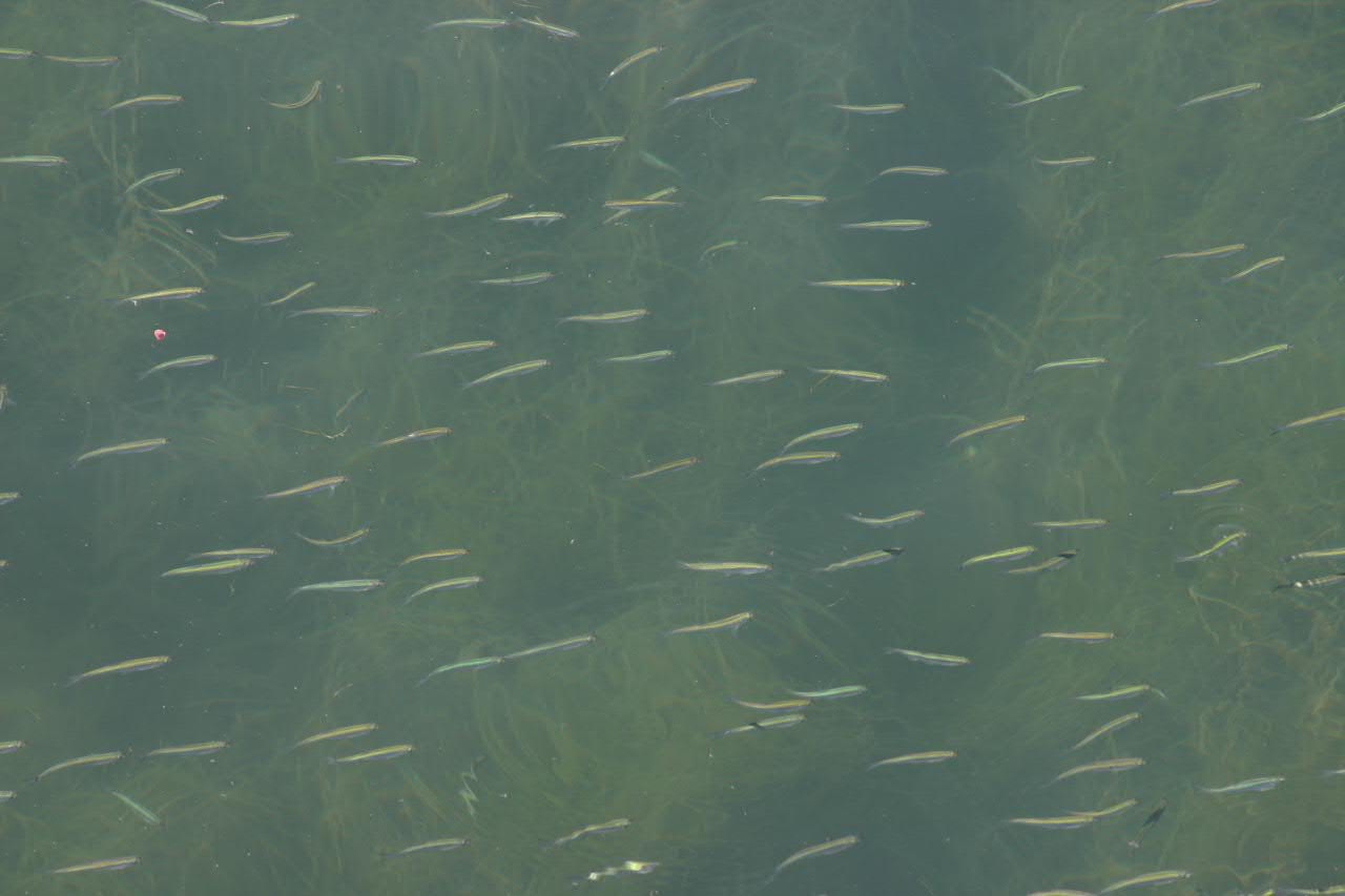 Fish in lake Geneva