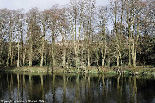Trees Reflected In The River Taff, Cardiff, Wales(UK), 2007