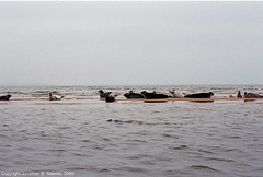 Seals Off The Coast Of Blakeney, Norfolk, UK, In the North Sea, 2000