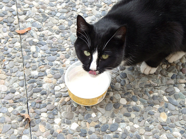 Cat with milk