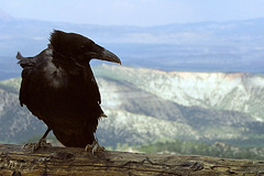 Bryce Canyon - Raven