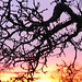 Abendrot - afterglow - couchant 2009-02-02 (8)