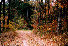 Path Near Cercany, Bohemia(CZ), 2005
