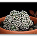 Mammillaria  vetula ssp.gracilis 'Arizona Snowcap'  (2)