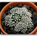 Mammillaria  vetula ssp.gracilis 'Arizona Snowcap'  (3)