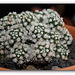 Mammillaria  vetula ssp.gracilis 'Arizona Snowcap'