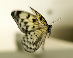 Schmetterling Detail 2