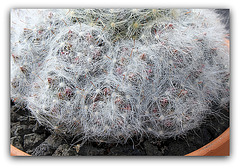 Mammillaria glassii