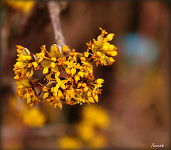 Cornus mas Aurea (cornouiller) Couleur fleur : jaune Catégorie : arbre Famille : Cornaceae / .