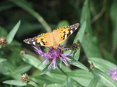 Schmetterling 018