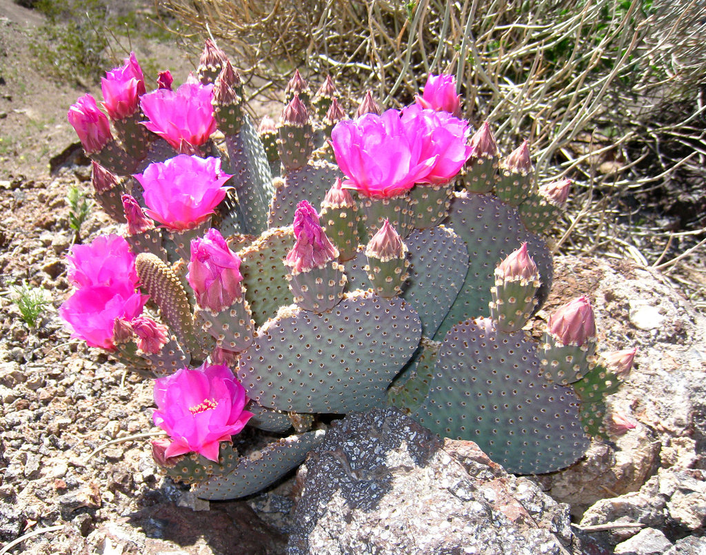 Cactus Flowers (2408)