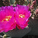 Cactus Flowers (2409)