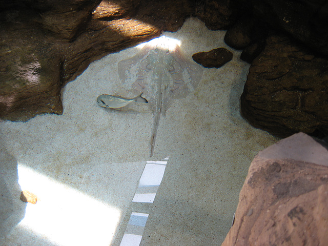 Mora, ray fish at Fluviário