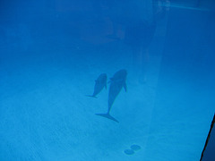 Algarve, Albufeira, Zoomarine, a newborn dolphin with mother