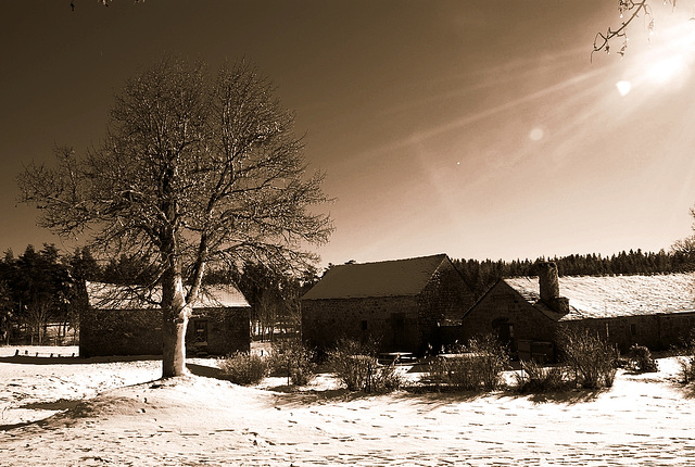 tree & houses (sepia) tree & houses (sepia)
