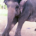 Young Indian Elephant
