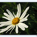 Argyranthemum escarrei