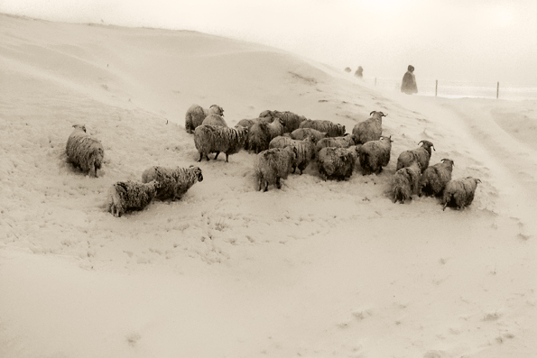 sheeps covered with snow