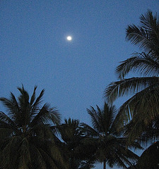 Moon and palms