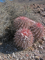 Cactus (8493)
