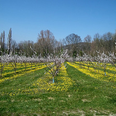 Ligne d'arbres fruitiers avec tapis de fleurs jaunes
