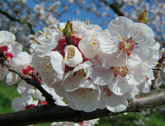 fleurs de cerisier ou pommier