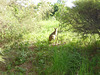 Skippy the bush kangaroo