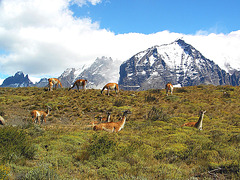 Torres del Paine et Guanacos