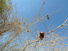 Brown Date Garden Pomegranates (6804)